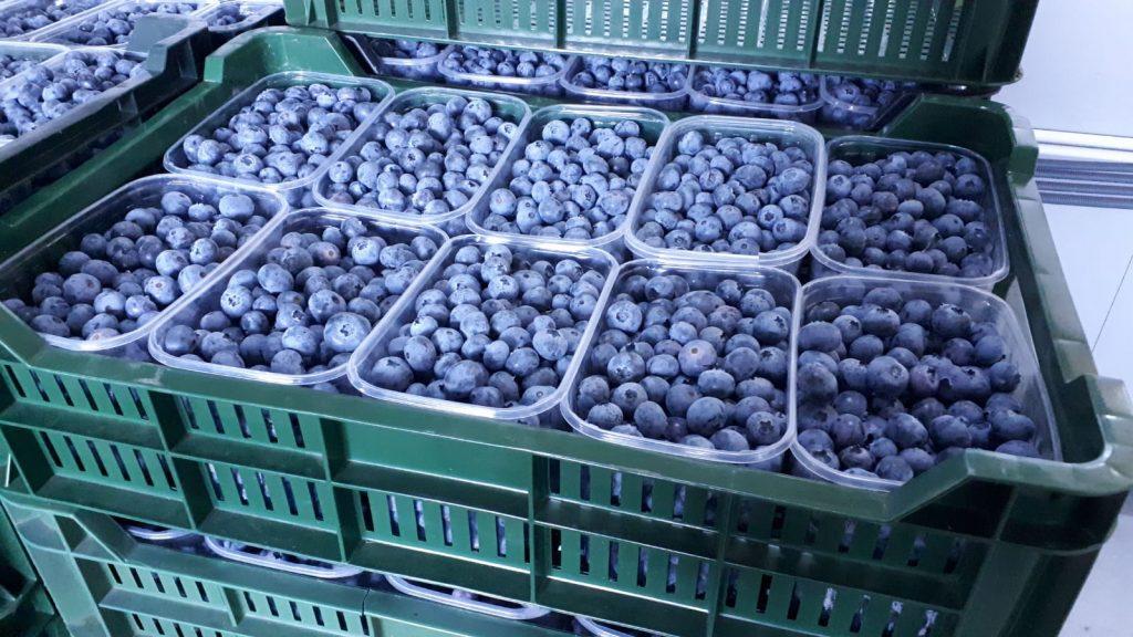 Moreton Bay blueberries packing